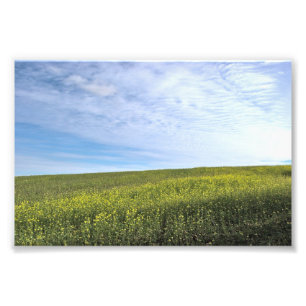 Colza Field - Photo