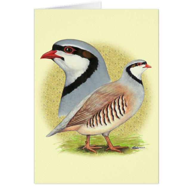 Combo de perdrix de Chukar (Devant)