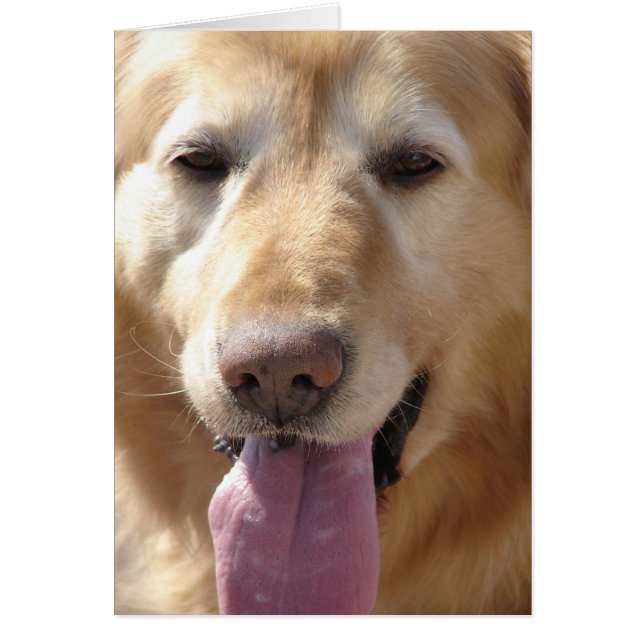 Comet the Golden (Devant)