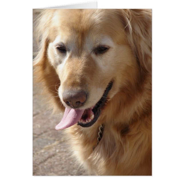 Comet the Golden Retriever (Vorne)