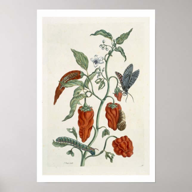 Comfrey, von 'A Curious Herbal', 1782 (Farbe eng Poster (Vorne)