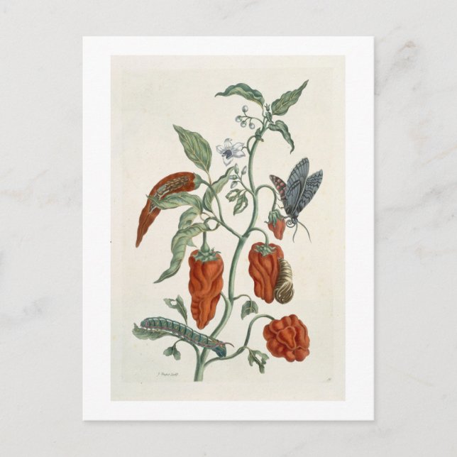 Comfrey, von 'A Curious Herbal', 1782 (Farbe eng Postkarte (Vorderseite)