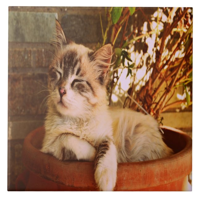 Comfy Sleepy Kitty Fliese (Vorderseite)