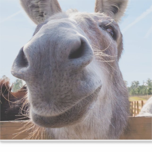 Comical Gray Smiling Donkey Aufkleber (Vorderseite)