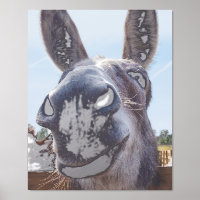 Comical Gray Smiling Donkey