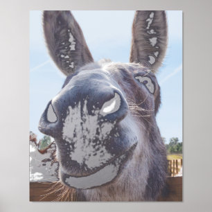 Comical Gray Smiling Donkey Foliendrucke