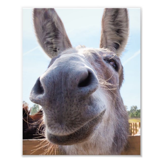 Comical Gray Smiling Donkey Fotodruck (Vorne)