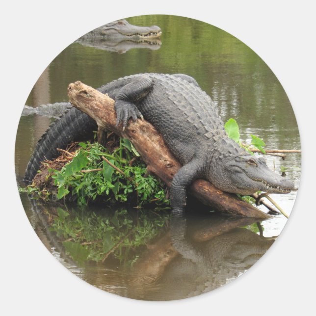 Coming Cosy Gator Stickers (Vorderseite)