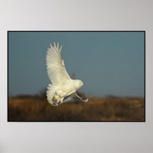 Coming In For a Landing Poster