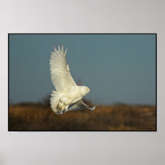Coming In For a Landing Poster