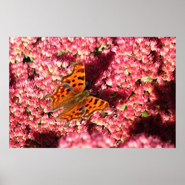 Comma Butterfly auf See Poster (Vorne)