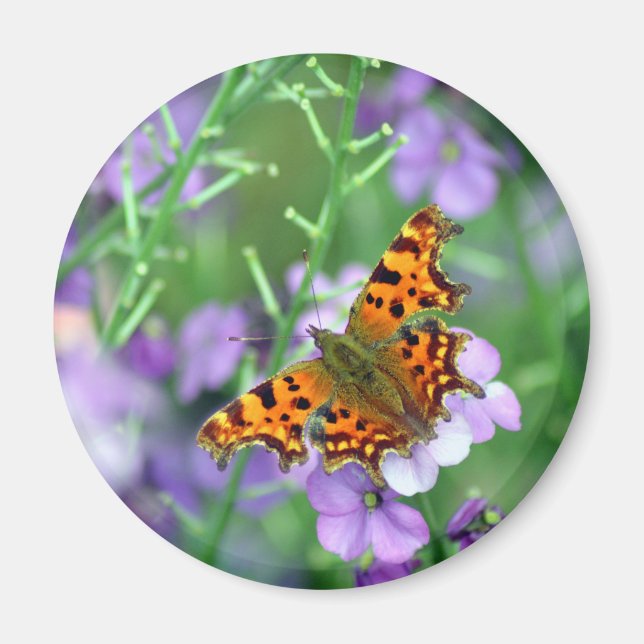 Comma Butterfly Magnet (Vorne)