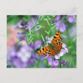 Comma Butterfly Postkarte