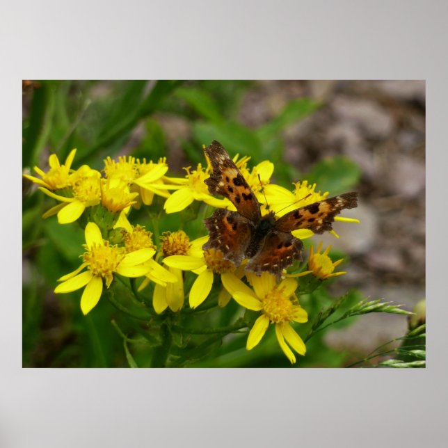 Comme Butterfly im Glacier-Nationalpark Poster (Vorne)