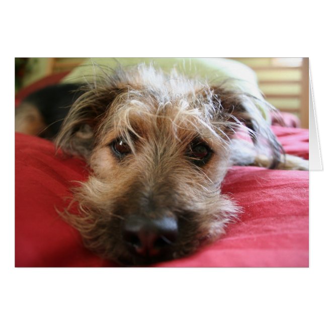 Comment allez-vous ? (Devant horizontal)