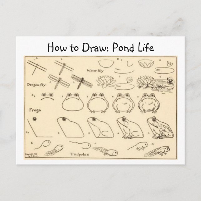 Comment dessiner des grenouilles Carte postale Vin (Devant)