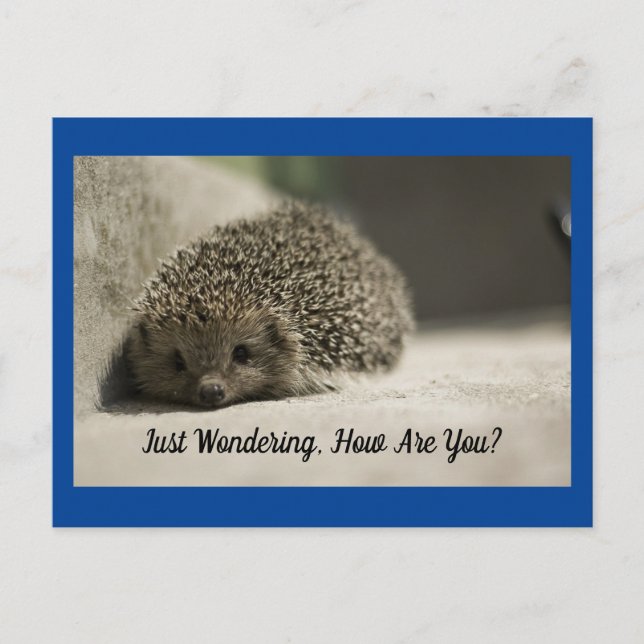 Comment Es-Tu La Carte Postale Hedgehog (Devant)