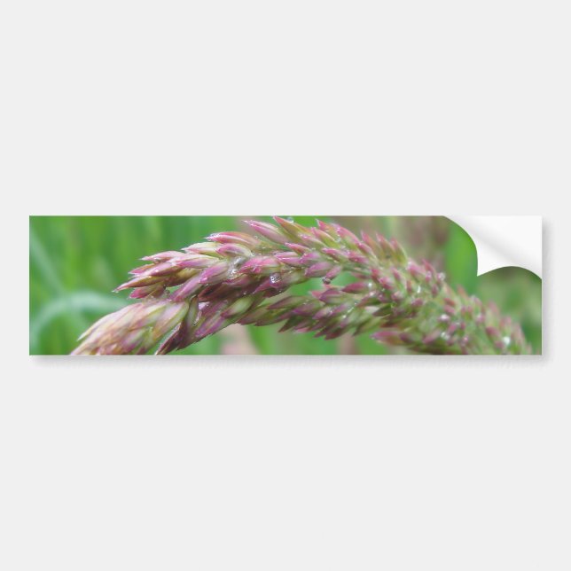 Comment l'herbe pousse Sticker pare-chocs (Devant)
