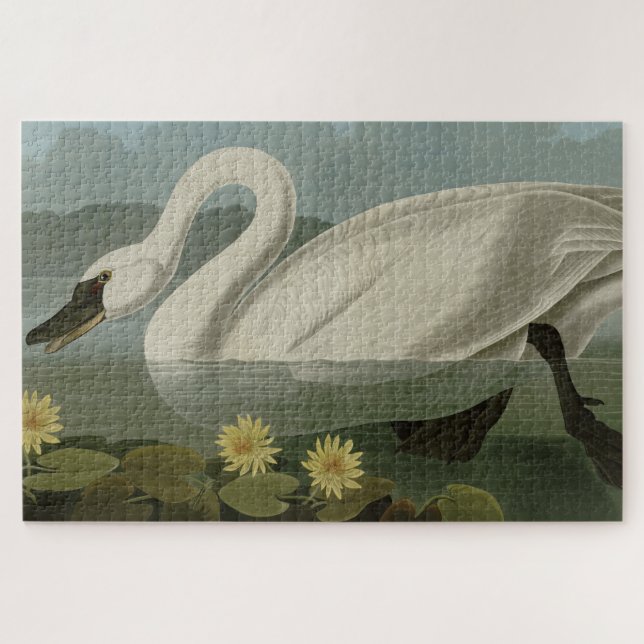 Common American Swan - Audubon's Birds of America (Horizontal)