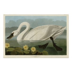 Common American Swan - Audubon's Birds of America Fotodruck