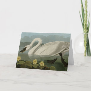 Common American Swan - Audubon's Birds of America Karte