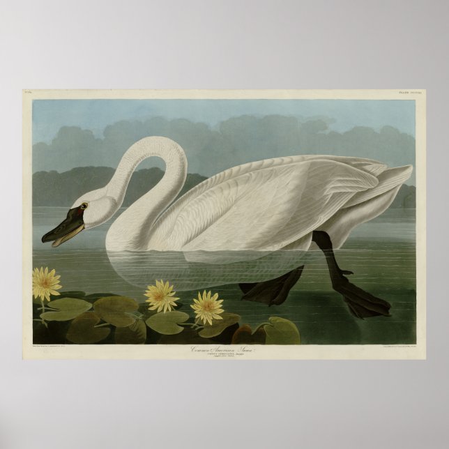 Common American Swan - Audubon's Birds of America Poster (Vorne)
