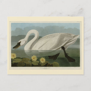 Common American Swan - Audubon's Birds of America Postkarte