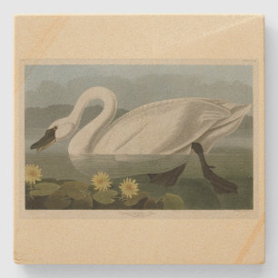 Common American Swan - Audubon's Birds of America Steinuntersetzer