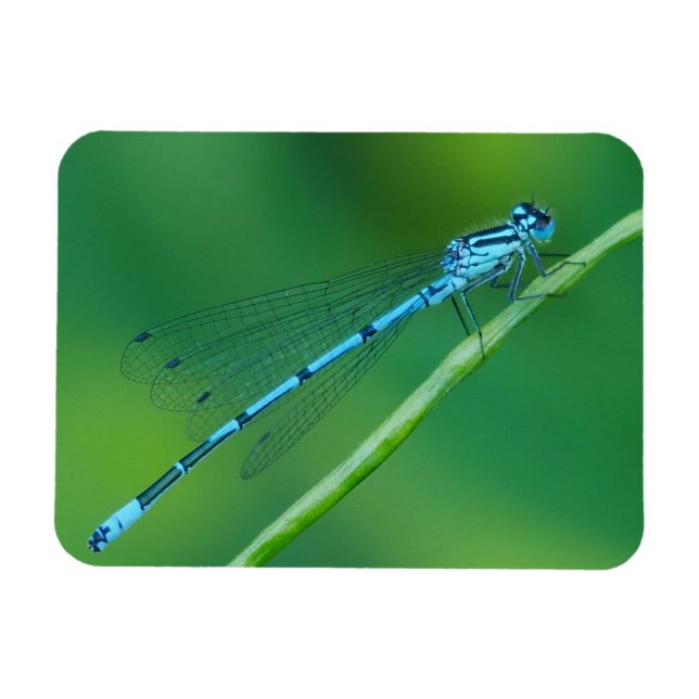 Common Blue Damselfly Magnet (Horizontal)