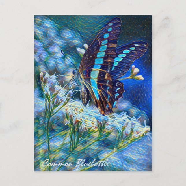 Common Bluebottle：Postcard Postkarte (Vorderseite)