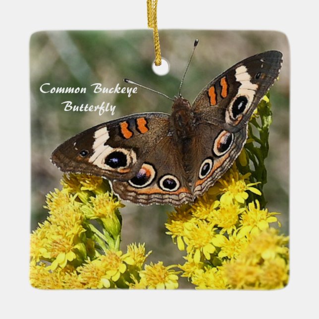 Common Buckey Butterfly Foto Ornament (Vorderseite)