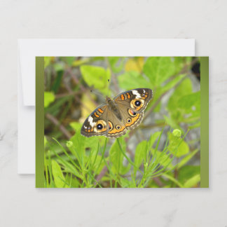 Common Buckeye Postkarte