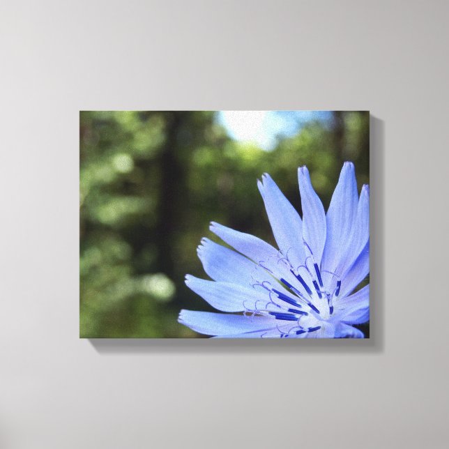 Common Chicory Canvas Print Leinwanddruck (Vorderseite)