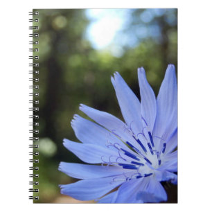 Common Chicory Spiral Foto Notebook Notizblock