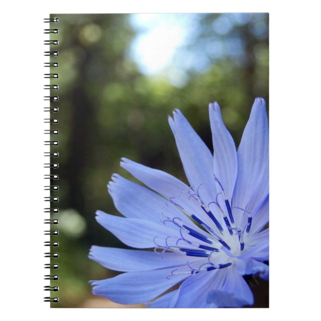 Common Chicory Spiral Foto Notebook Notizblock (Vorderseite)