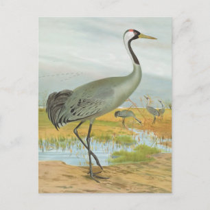 "Common Crane" Postkarte