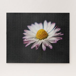 Common Daisy 16x20 520pc jpcn