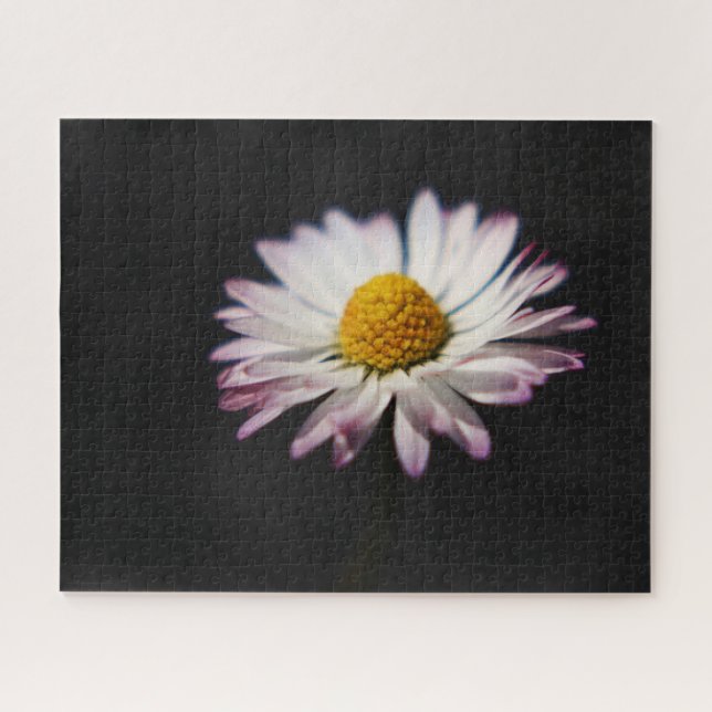 Common Daisy 16x20 520pc jpcn (Horizontal)