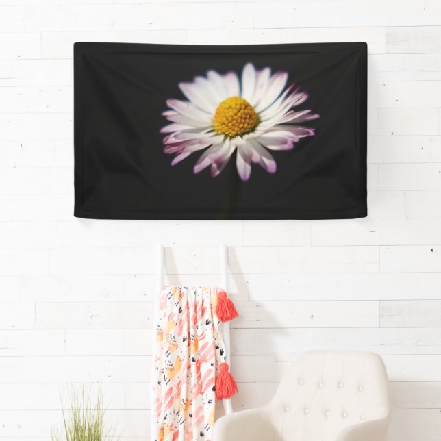 Common Daisy bnra Banner (Insitu)