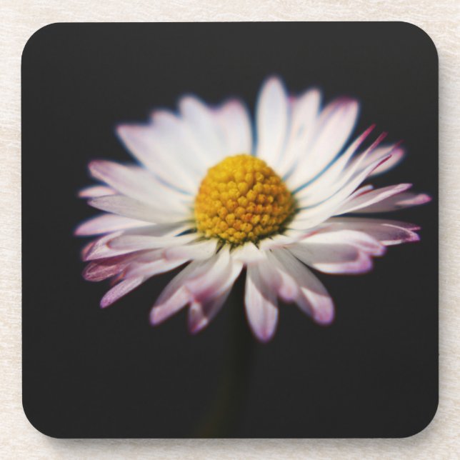 Common Daisy Küstenercna Getränkeuntersetzer (Vorderseite)