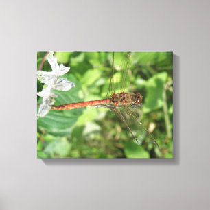 Common Darter Dragonfly Canvas Print Leinwanddruck