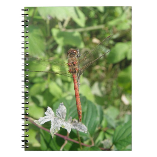 Common Darter Dragonfly-Notebook Notizblock (Vorderseite)