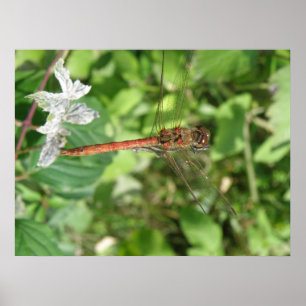 Common Darter Dragonfly Poster