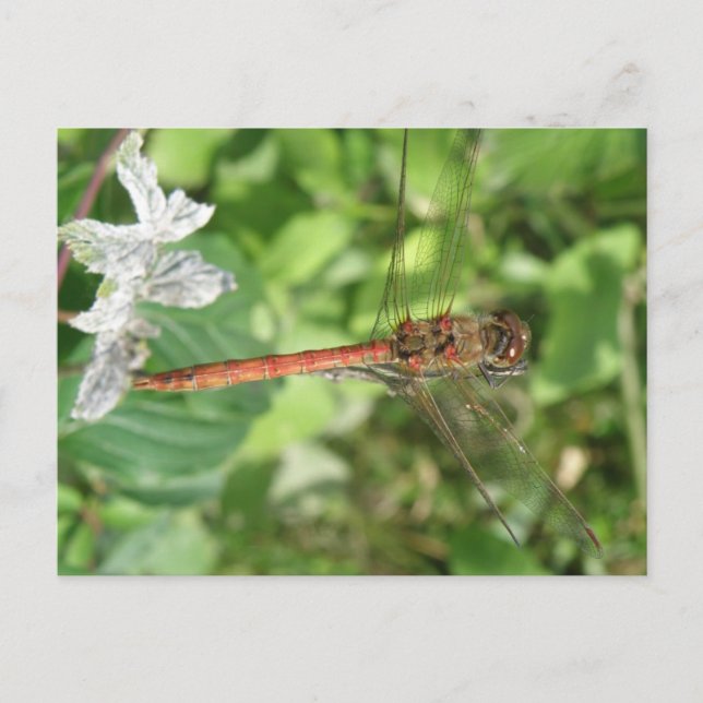 Common Darter Dragonfly Postkarte (Vorderseite)