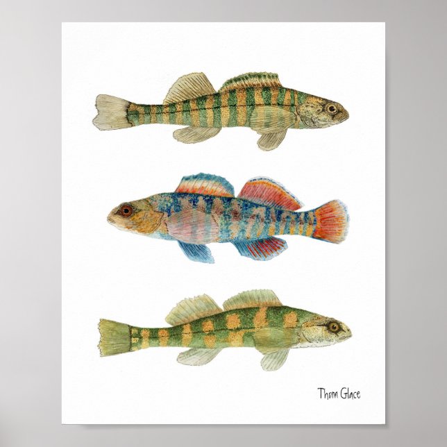 Common Freshwater Darters Poster (Vorne)