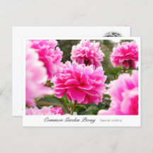 Common Garden Peony