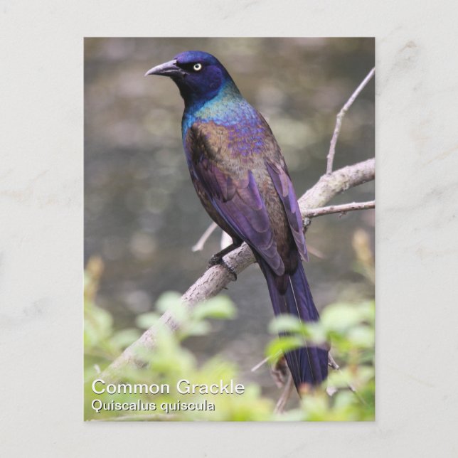 Common Grackle Postkarte (Vorderseite)