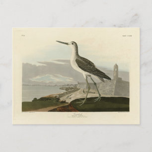 Common Greenshank - Audubon's Birds of America Postkarte