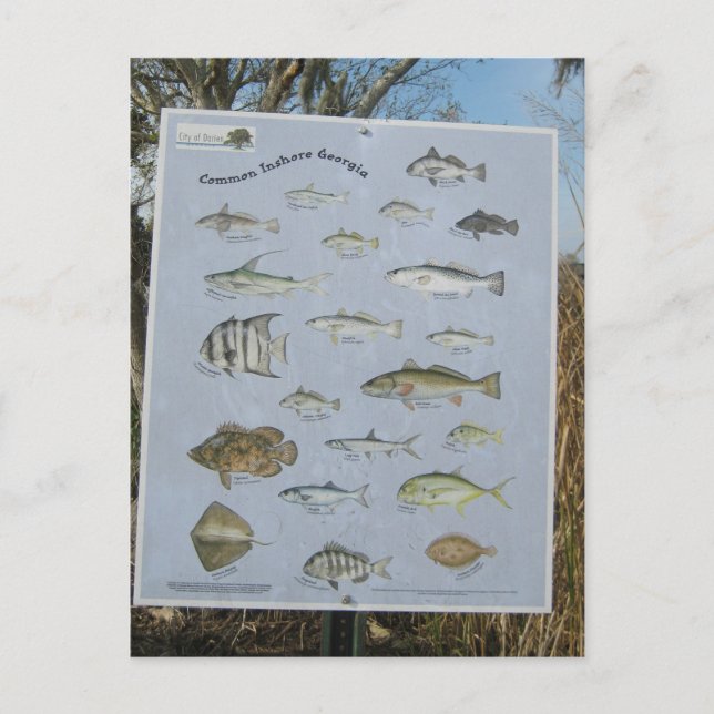 common inshore coastal fish of Georgia's Postkarte (Vorderseite)