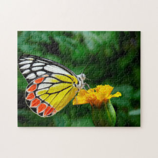 Common Jezebel Butterfly.